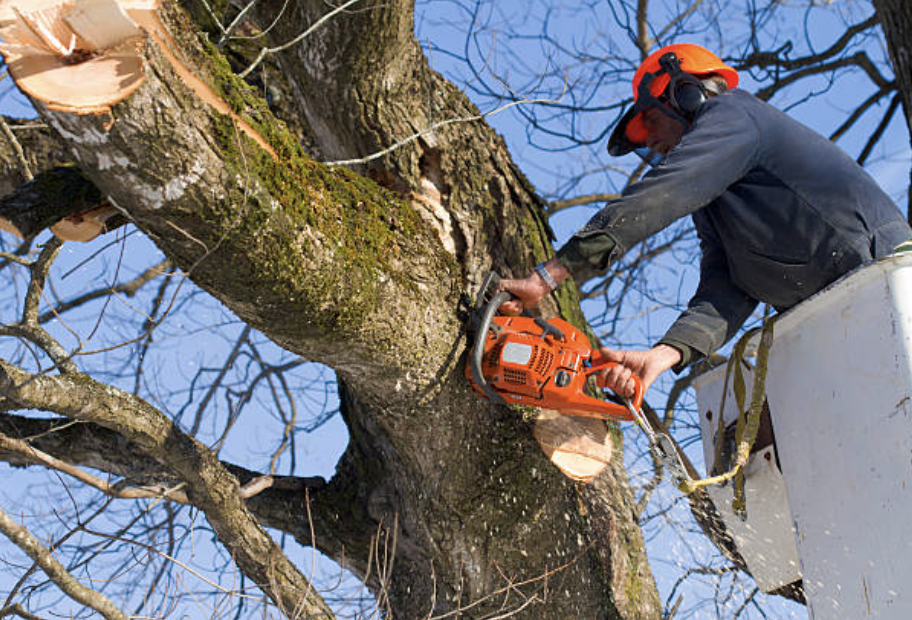 tree trimming alaska