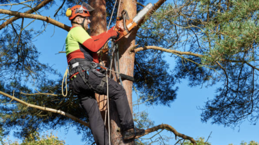 seasonal tree pruning in alaska